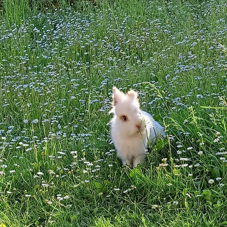 Apartment Haus Gatterer Obertilliach