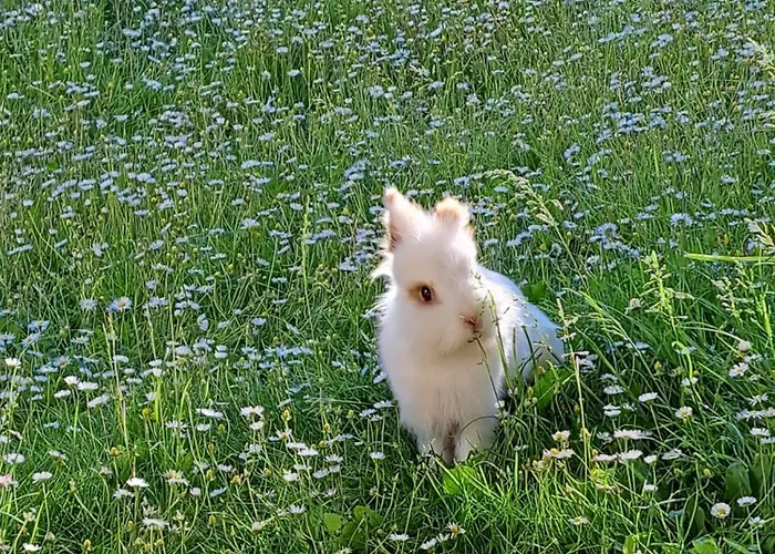 Apartment Haus Gatterer Obertilliach